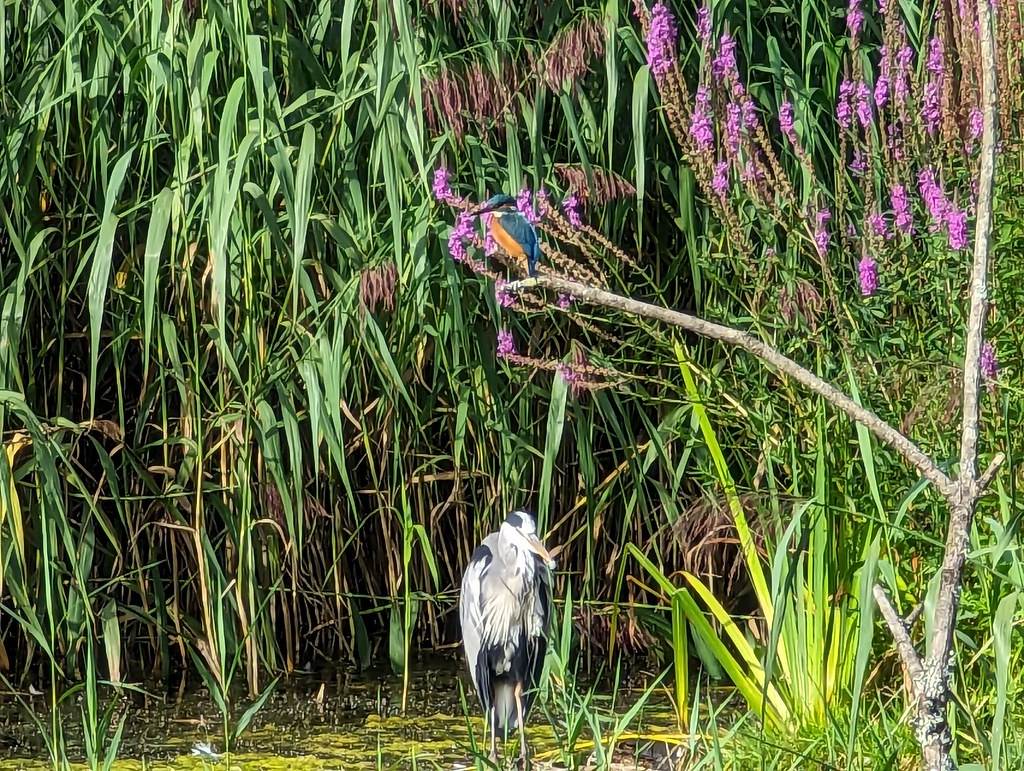 Kingfisher and Heron Kingfisher and Heron at Forest Farm N… Luke