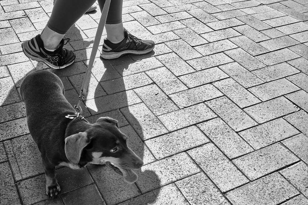 Sausage Dog Erich Flickr