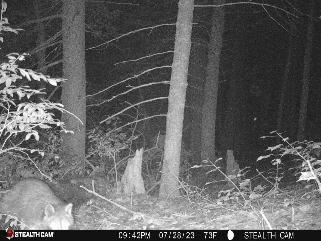 Raccoon Home, Belchertown, MA, Jul 28, 2023 parulidaephotos Flickr