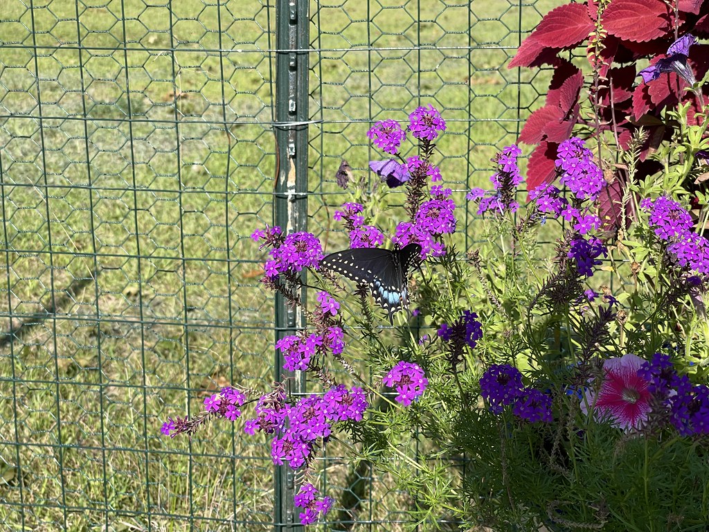 Untitled John Blair Flickr