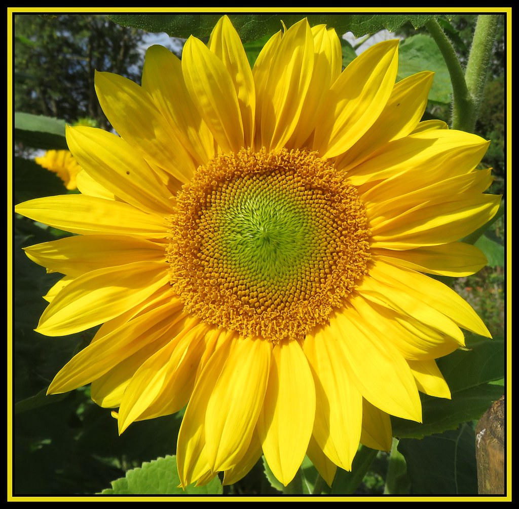 SunFlowerDay A perfect flower for a sunny Sunday. M E For Bees