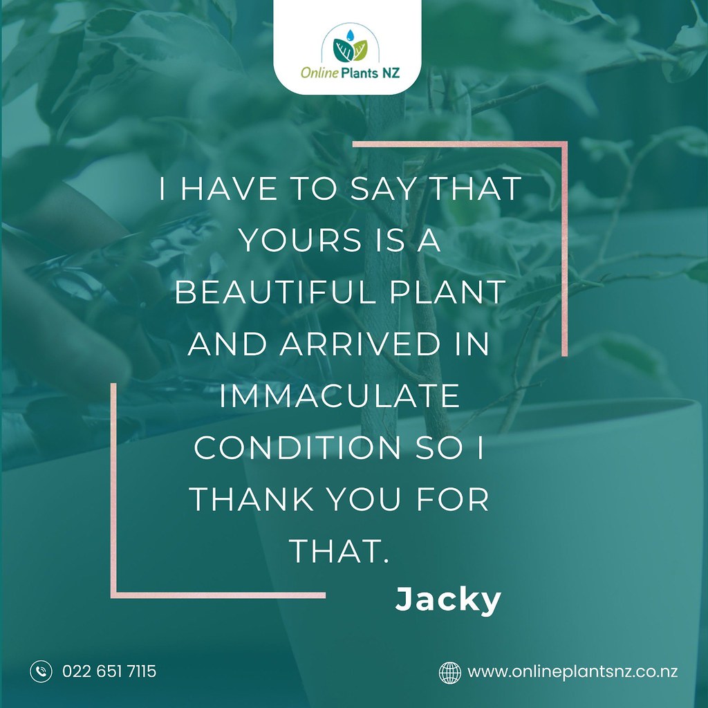 Buy Online Plants NZ's Largest Indoor Plants Online Pl… Flickr