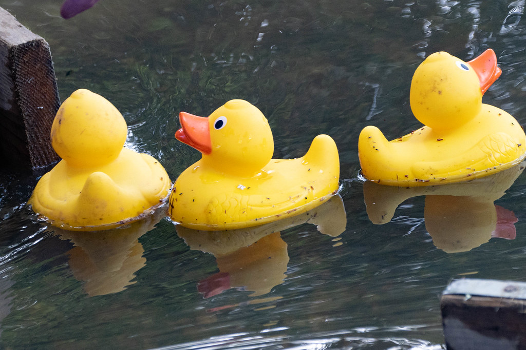 Duck Race 2022 Flickr