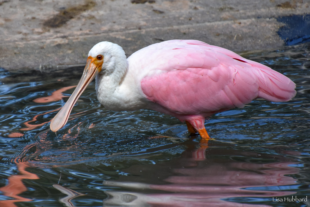 DSC_9782.jpg Lisa Hubbard Flickr