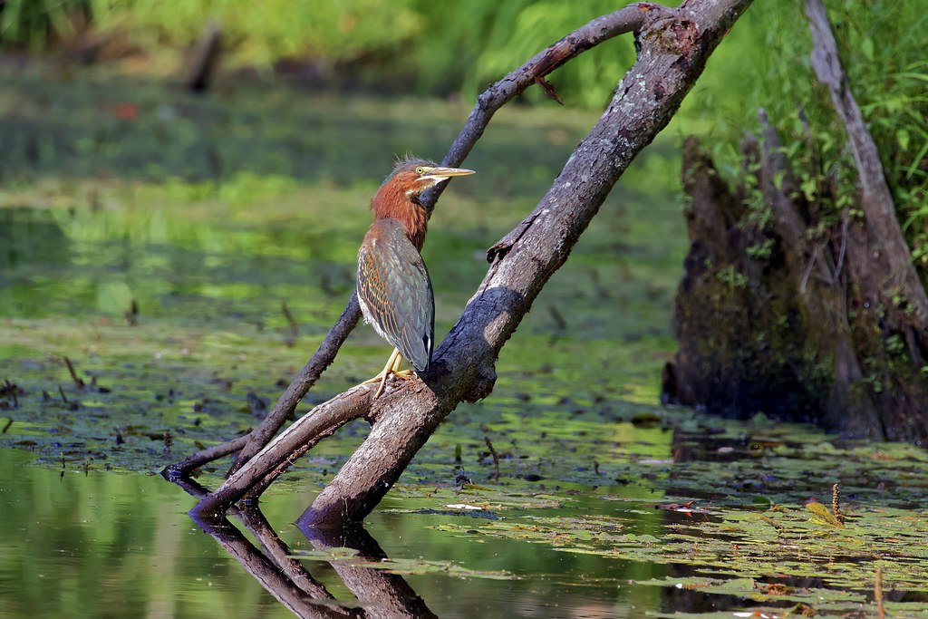 Green Heron Northern Wisconsin Images Of Nature by Scott Flickr