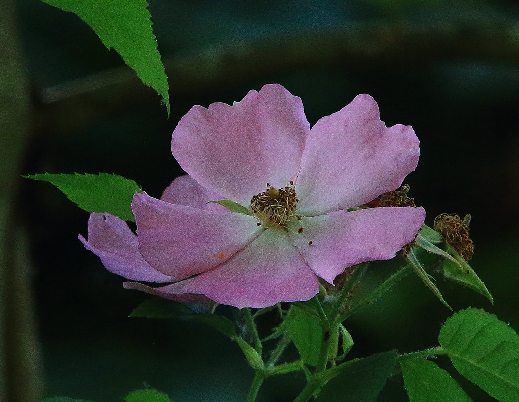 Wild Rose Lake Fayeteville Trail, Northwest Arkansas Flickr