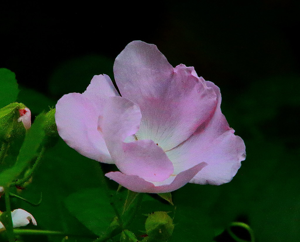 Wild Rose Lake Fayeteville Trail, Northwest Arkansas Flickr