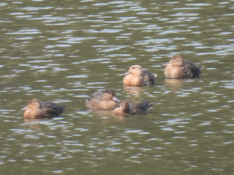 Ducks at Chaplin wetlands Fraser Valley Birding