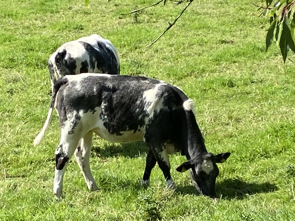 Bakewell 2023 Cattle. Glass Angel Flickr