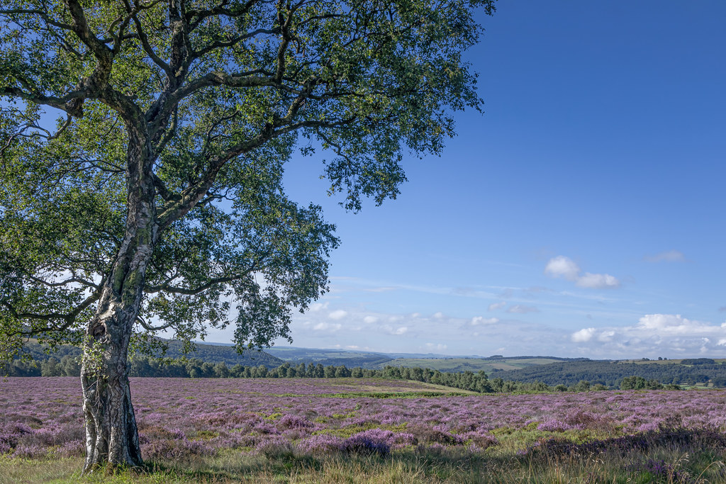 Summer on the Moors During a couple weeks every year in Au… Flickr