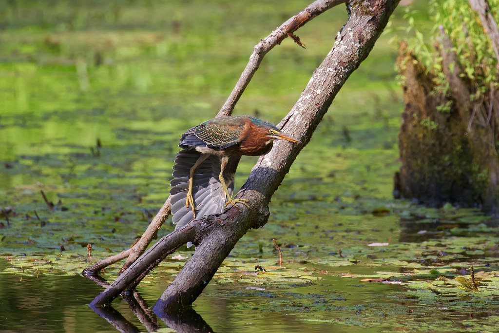 Green Heron Northern Wisconsin Images Of Nature by Scott Flickr