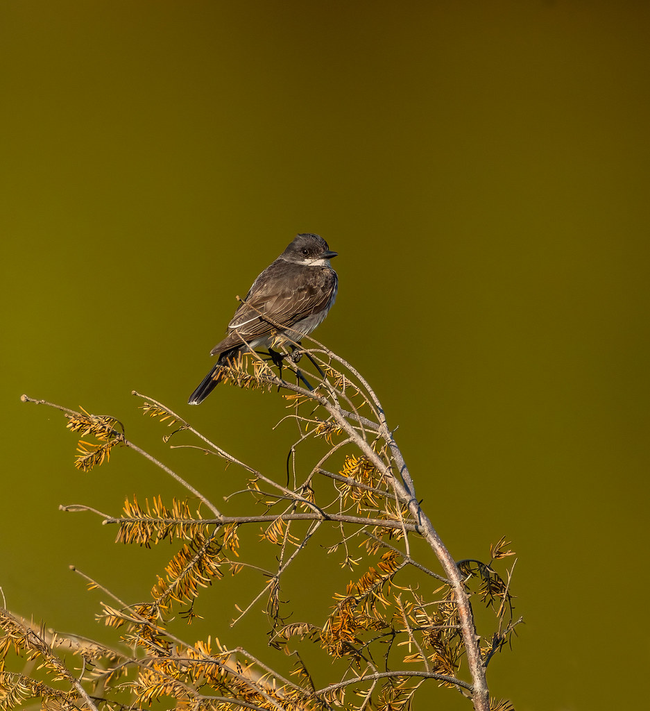 Eastern Kingbird _L6A9296 Ontario, Canada Peter Tamas Flickr