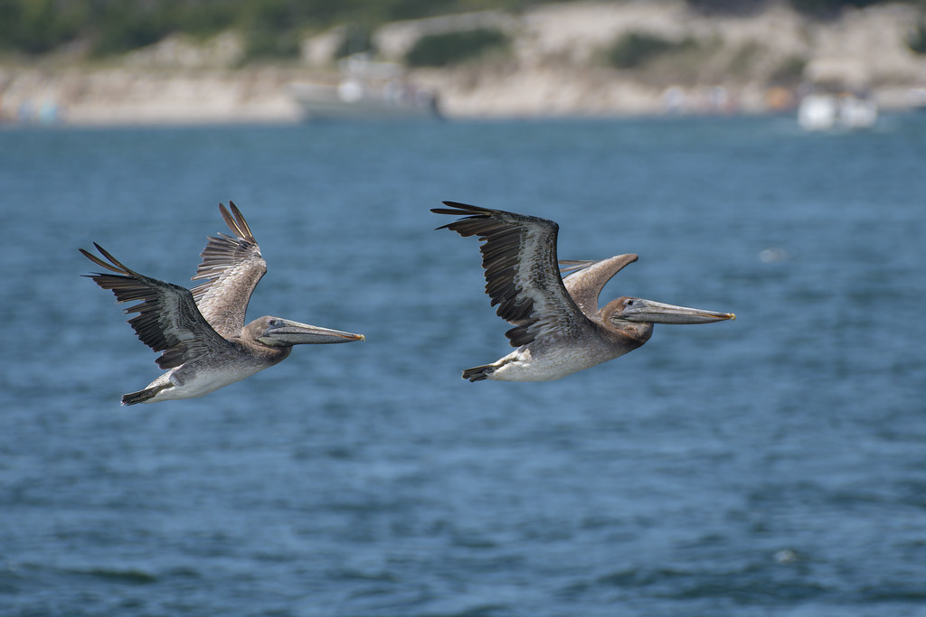Brown Pelicans 8272023 Barnegat Light State Park, NJ Flickr