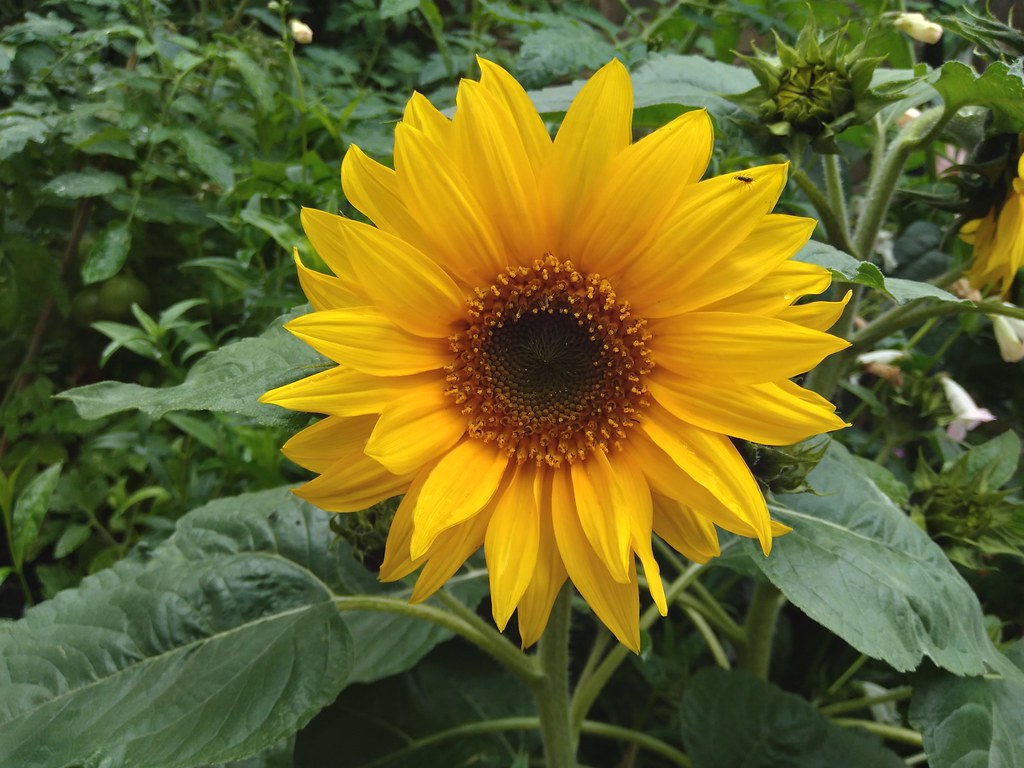 Miniature sunflowers Miniature sunflowers grown from a bio… Flickr