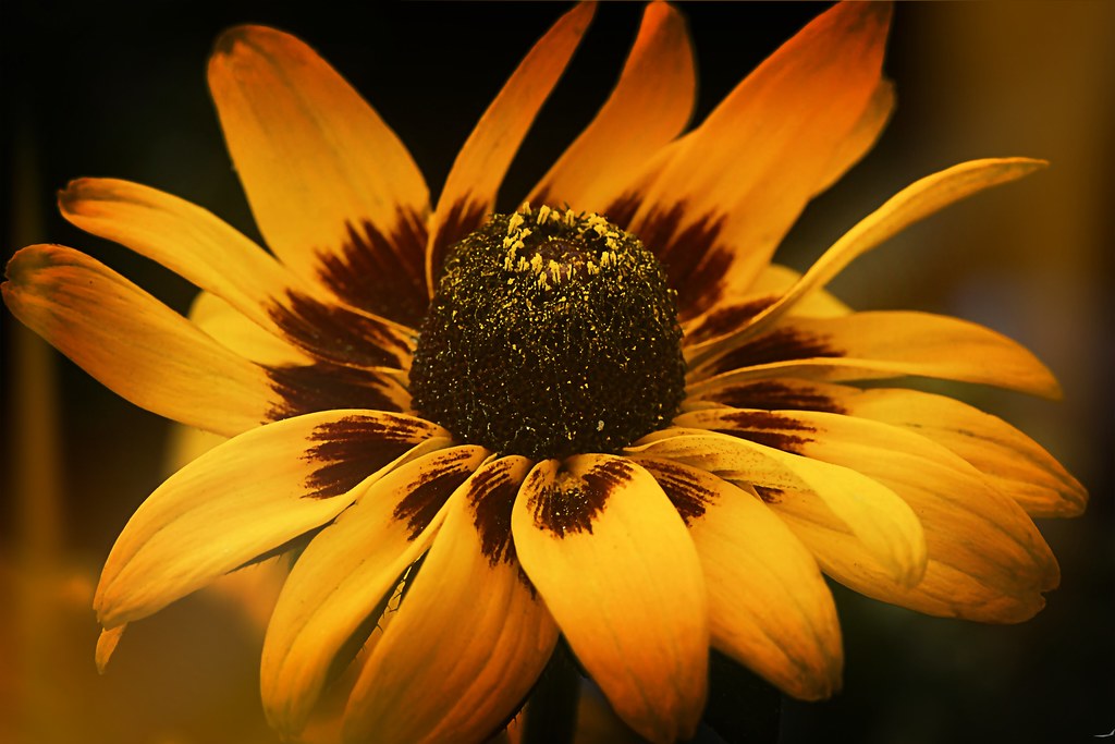 Summer Flower Small and Beautiful Flickr