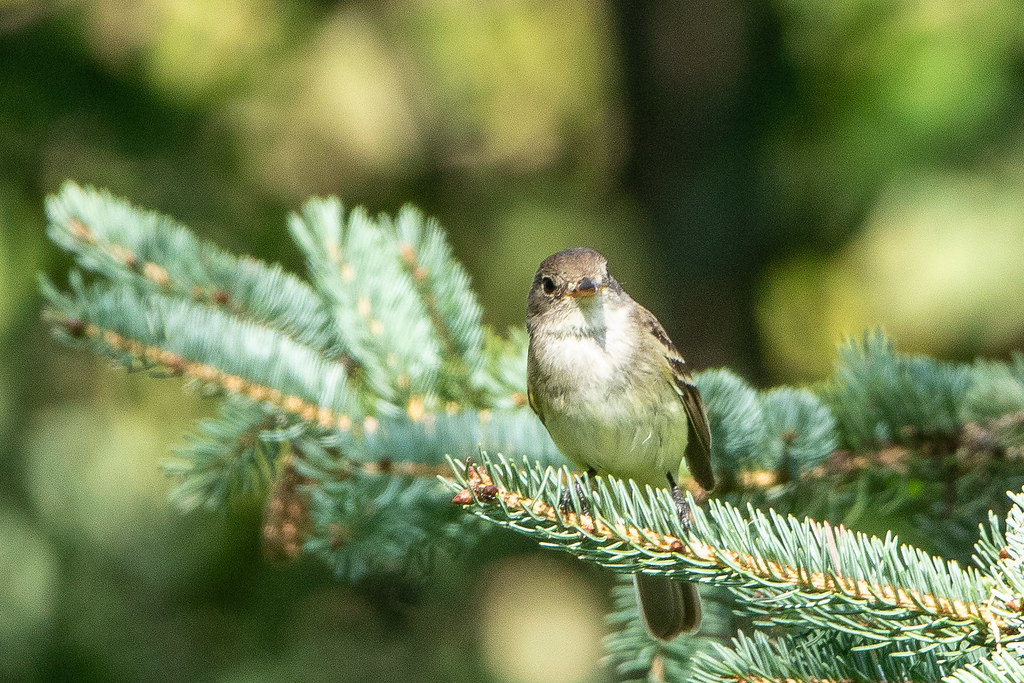 Alder Flycatcher Lynne Pollard Flickr