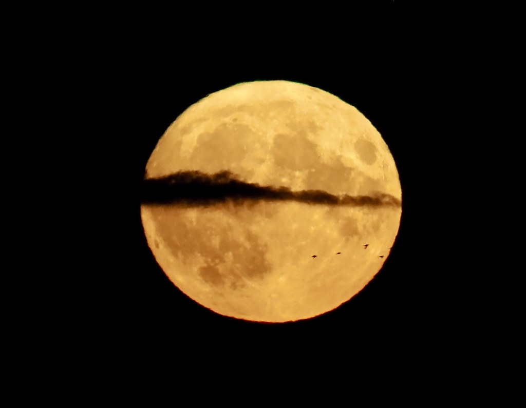 The 'Blue Moon' with a little cloud and passing birds. Flickr