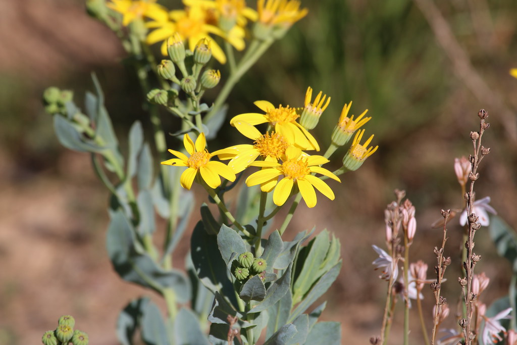 Parachilna SA chowchilla Flickr