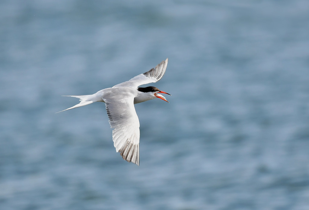 Common Tern adult Kinnaber 29 8 2023 1a Alex M Shepherd Flickr