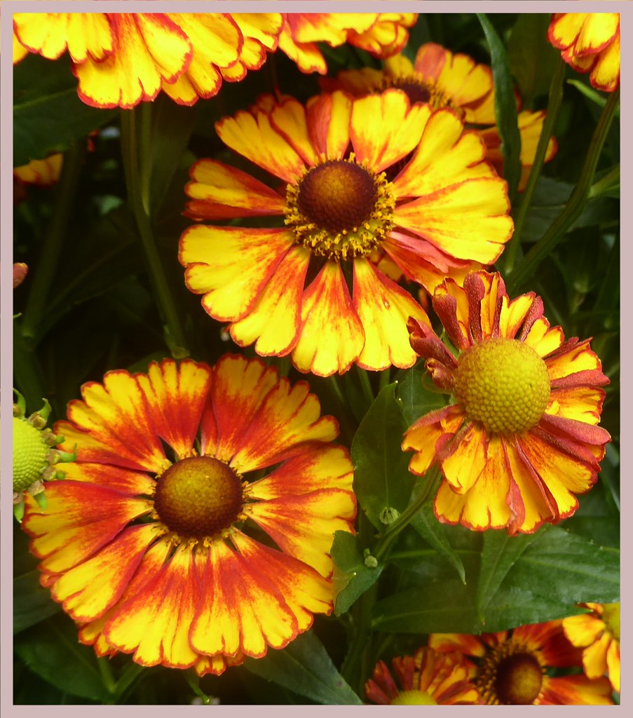 Flowers... in the"Trial" gardens, Bridgewater RHS garde… Flickr