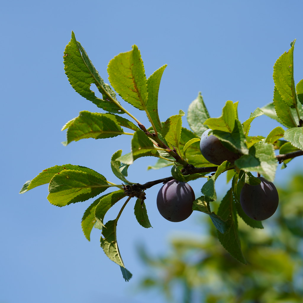 Plum Tuckered Out SOOC Todd Ar Flickr