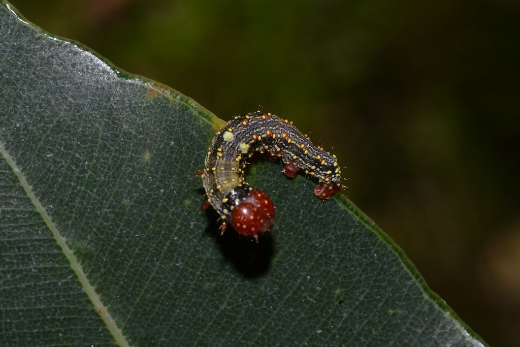 Caterpillar Perth Western Australia Stephen Buckle Flickr