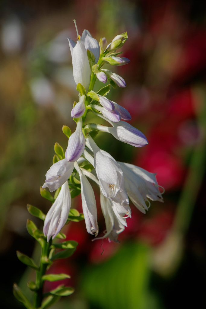 purple & white cluster flowers Terry White Flickr