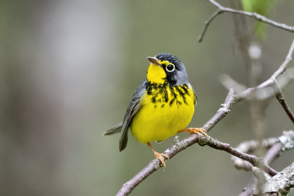 Canada Warbler Michigan's Upper Peninsula Ruthie Kansas Flickr