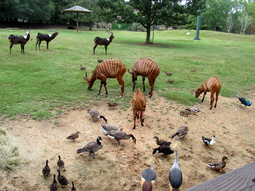 Lots going on Montgomery Zoo heights.18145 Flickr
