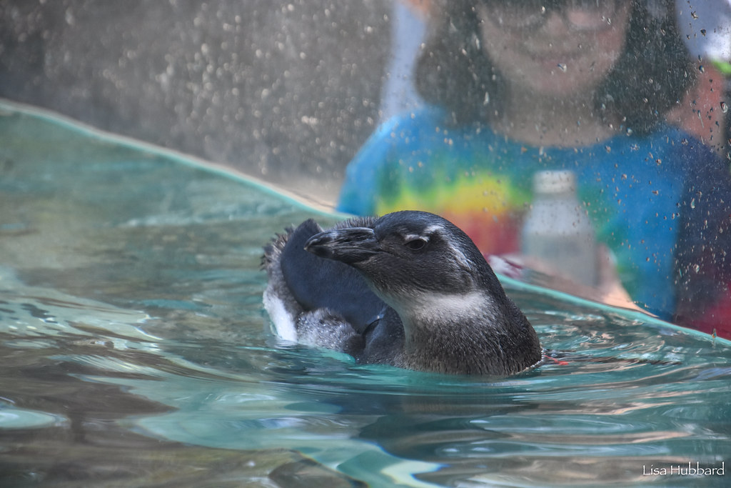 DSC_3941.jpg Lisa Hubbard Flickr