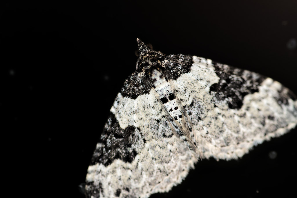 Garden carpet Moth and spider 3rd September 2023 Flickr