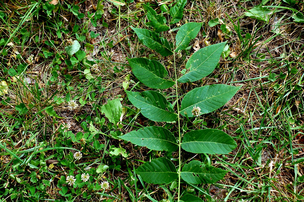 Walnut Black Walnut, Missouri, Shannon County, Ozark Nati… Flickr