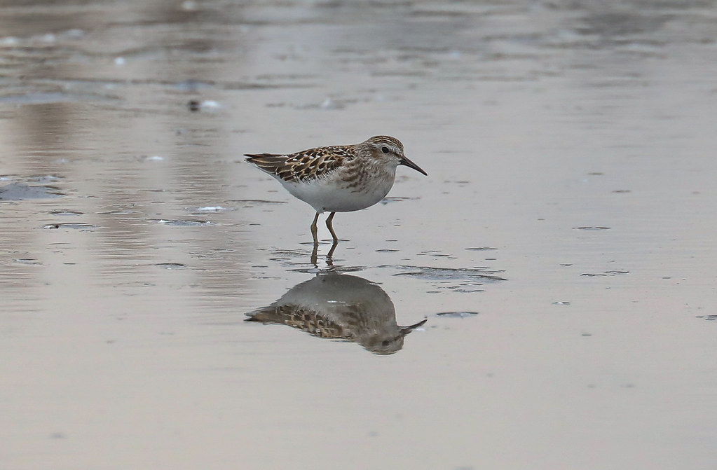 LESA Crooked River Wetlands, Prineville, Oregon Charles Gates Flickr