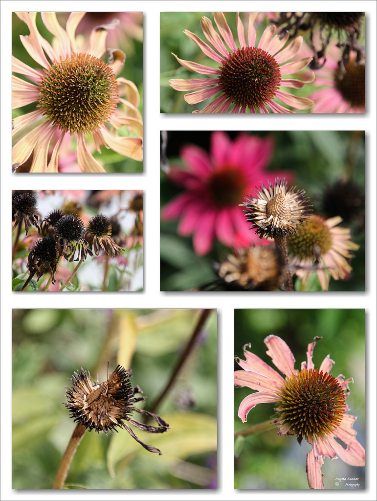 The Stages Of Coneflowers... I never deadhead them... the … Flickr