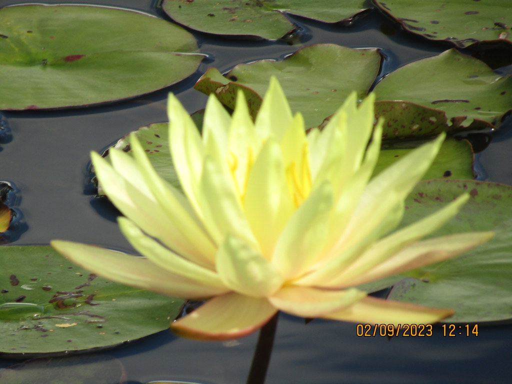 Flowers Green Plants Herstmonceux at Garcia blog