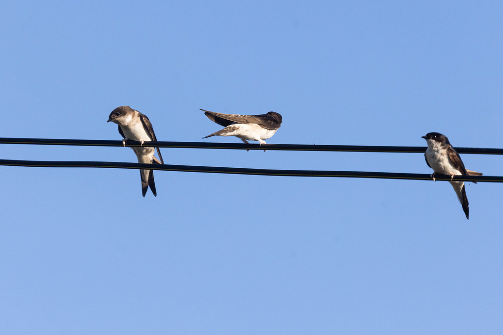 House Martin House Martin. Bleadney Somerset David Chislett Flickr