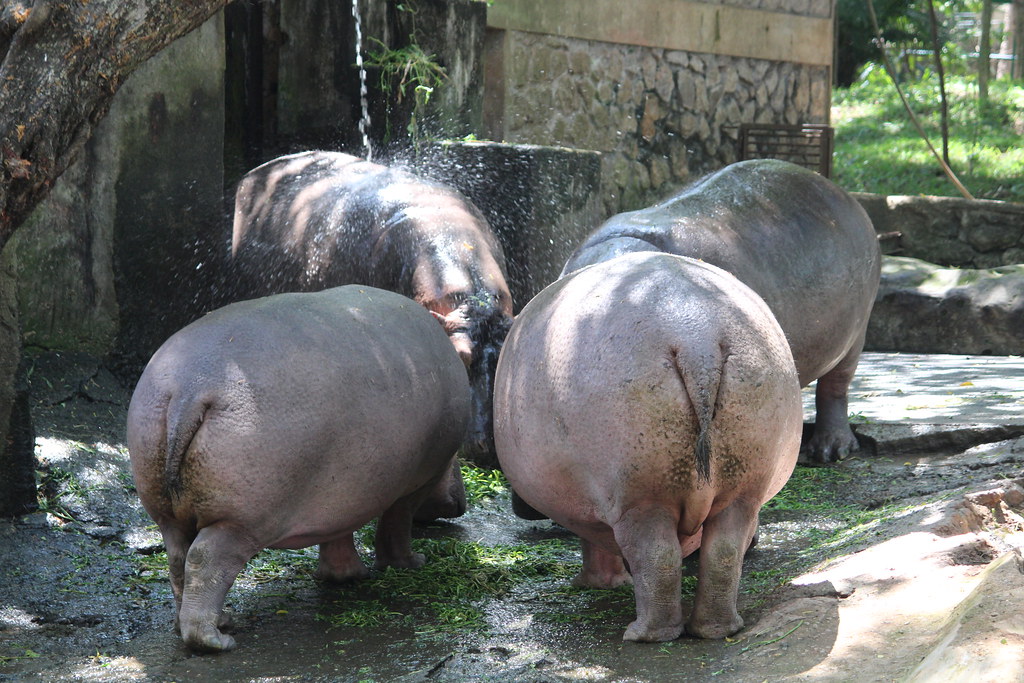 Hippo Conference Tarun Thomas Flickr