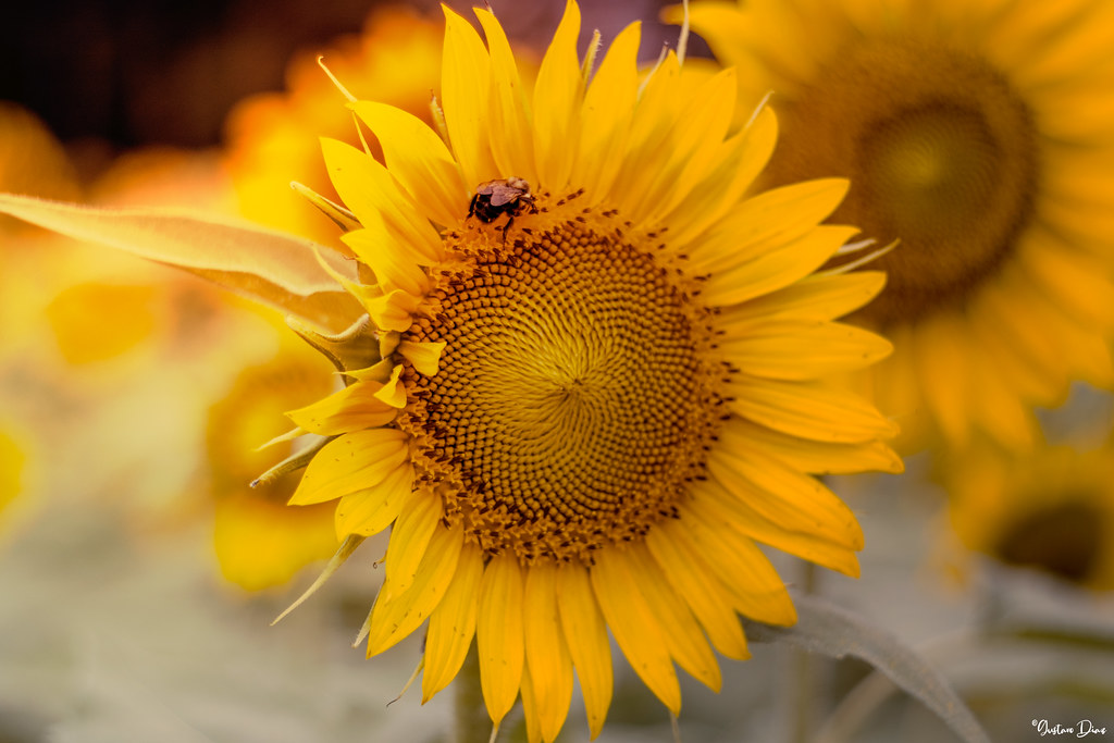 Wherever the sun goes The sunflower will follow / Through … Flickr