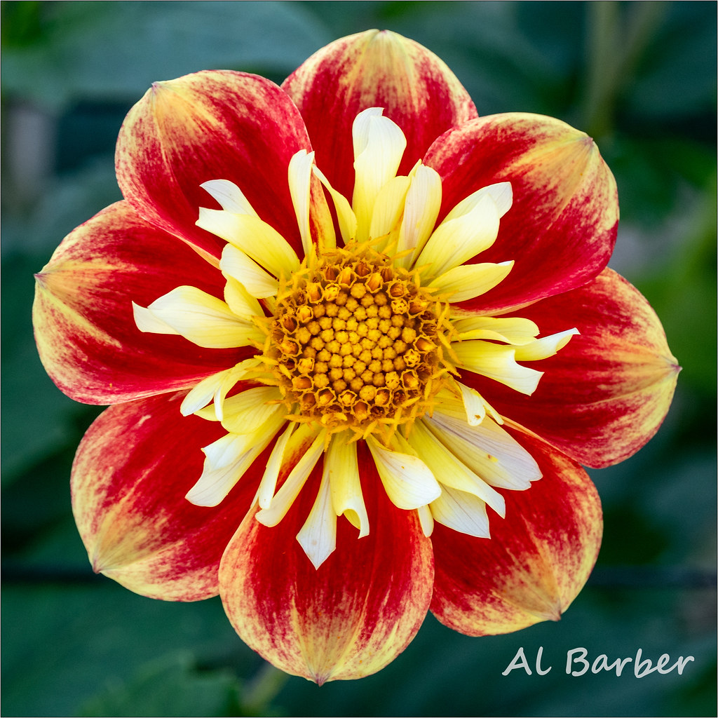 Golden Acre Park 040923 Al Barber Flickr