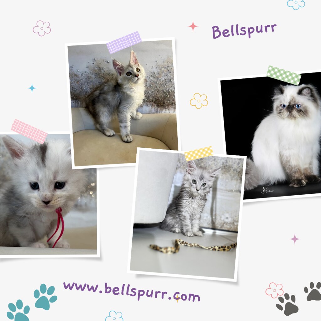 Stunning Maine Coon Kittens for Sale in San Antonio Bell… Flickr