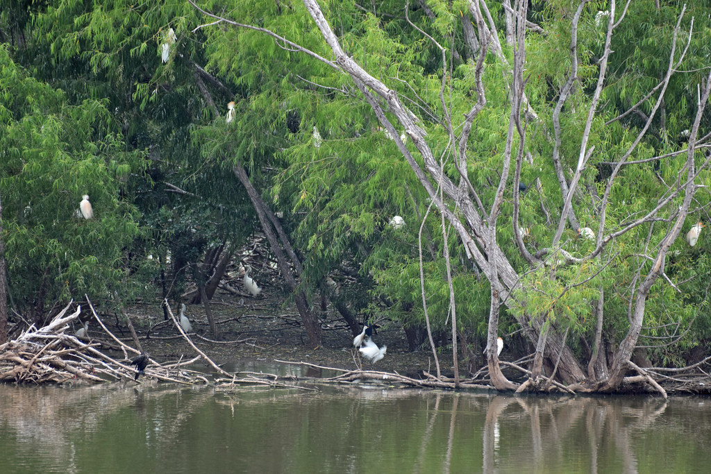 2023_Houston Bird Fiorenza Park_14 Flickr
