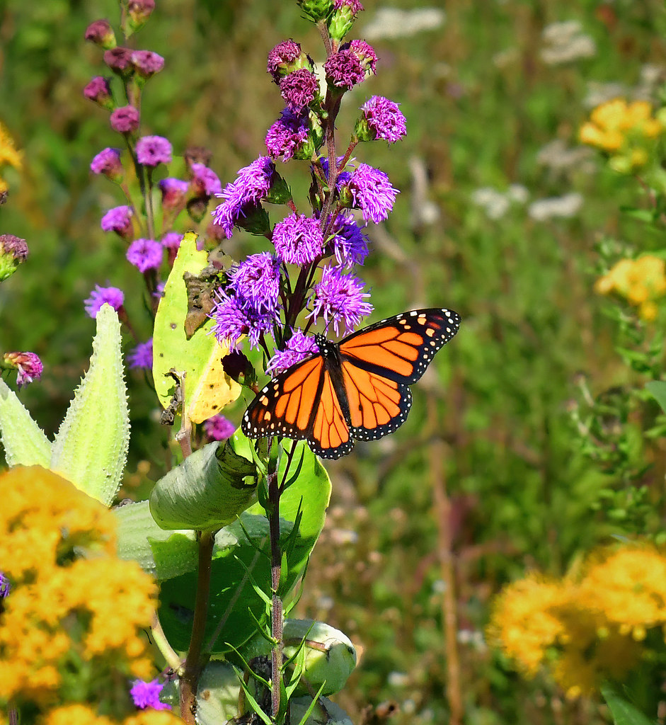 DSC_0891a5 John Blair Flickr