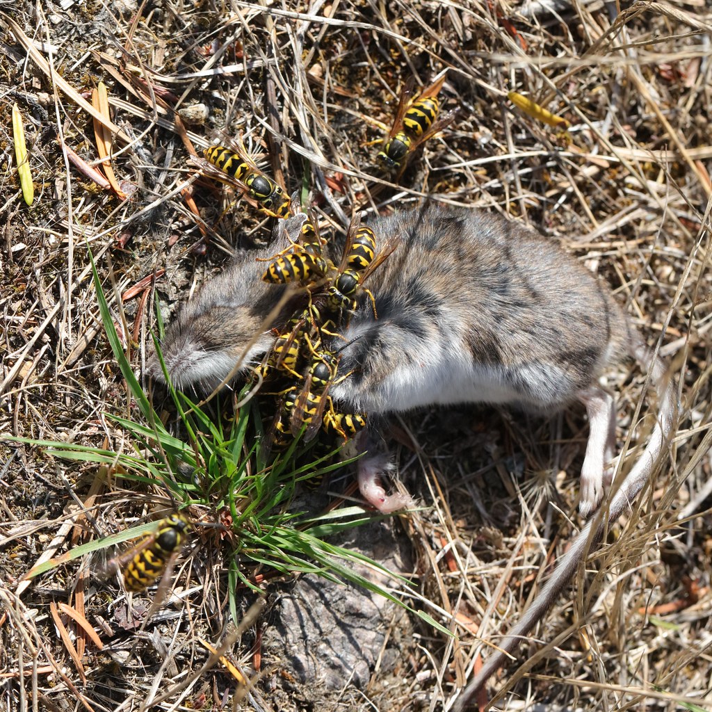 Wasps devouring a dead mouse, Garden Bay, BC, Sept 5 2023 … Flickr