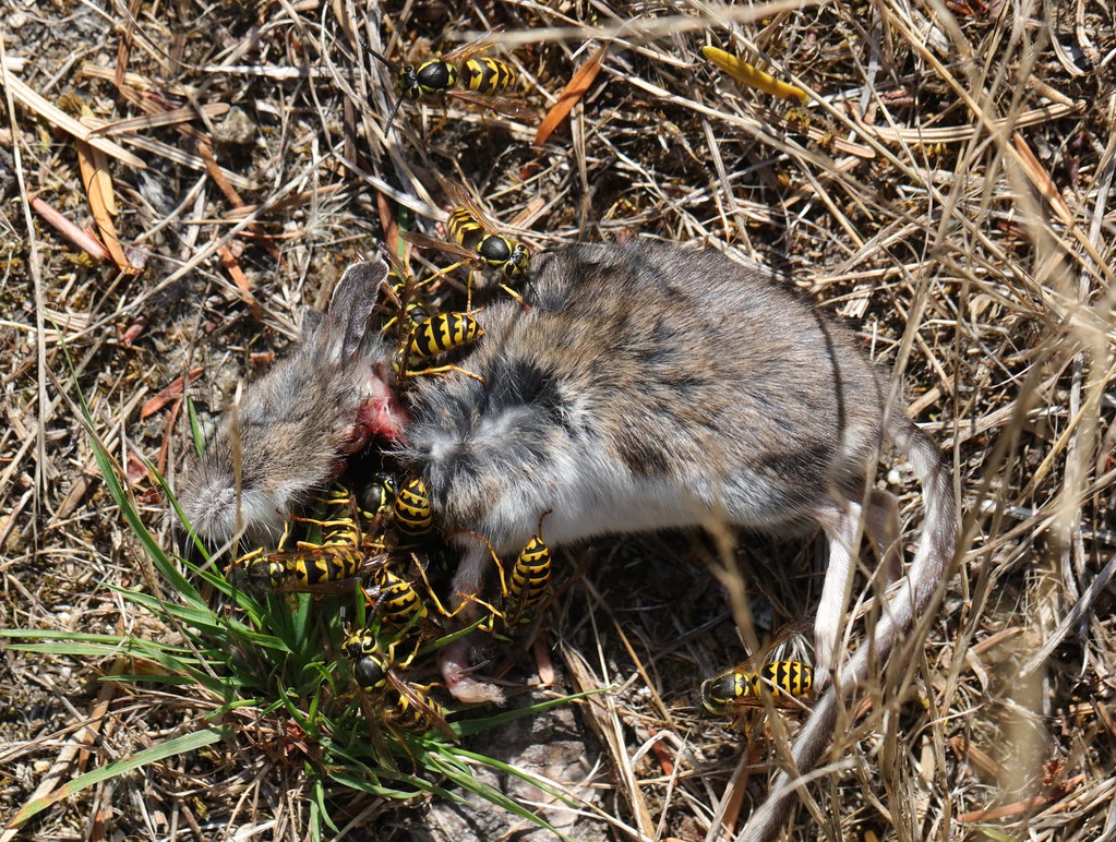 Wasps devouring a dead mouse, Garden Bay, BC, Sept 5 2023 … Flickr
