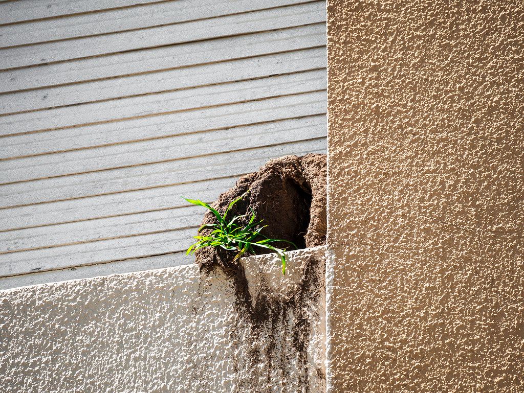 Ovenbird Landscaping Aldana Gascó Montenegro Flickr