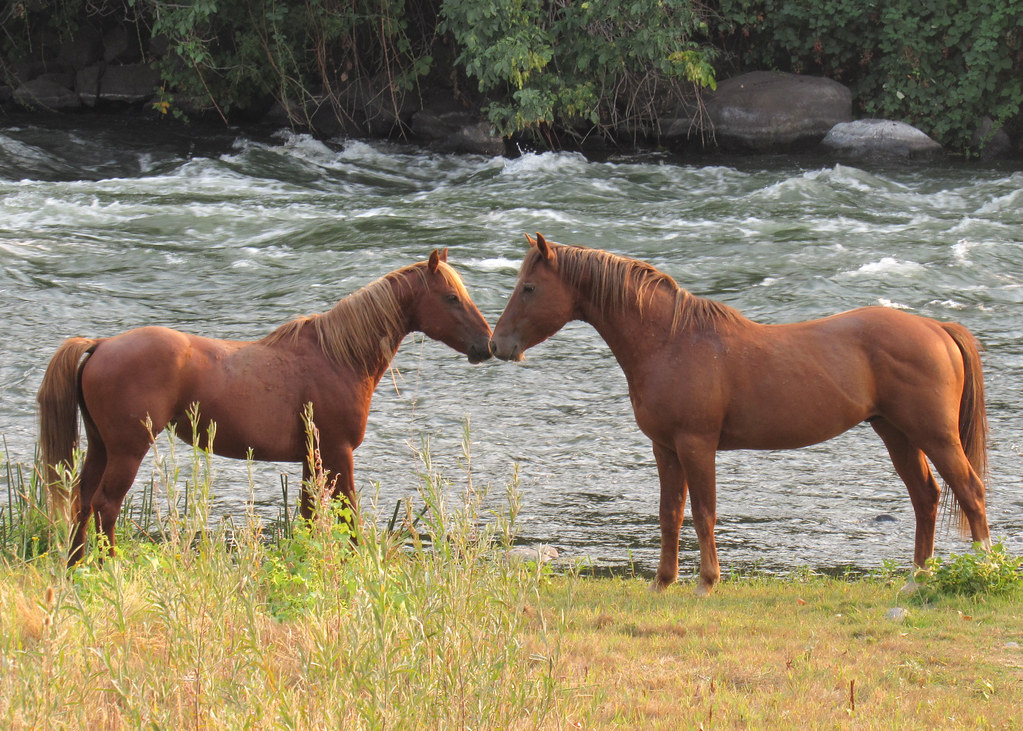IMG_3105b Wild Horses near Klamath Falls Oregon, for the A… Flickr
