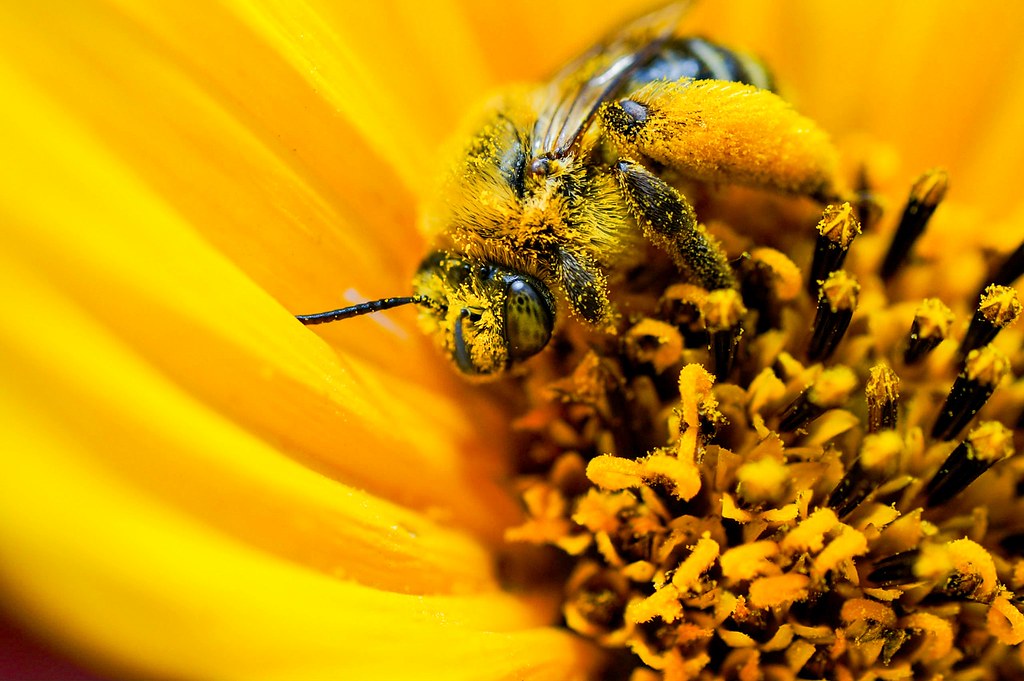 SO MUCH POLLEN Bruce Foster Flickr