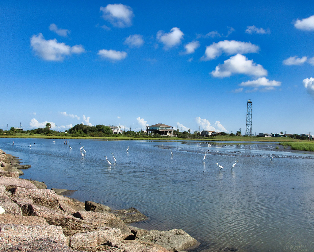 Bolivar Jetty Very birdy! Pauline Zinn Flickr