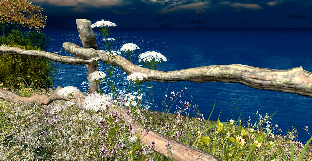 Shades of Autumn Before Summer Leaves Queen Anne's Lace … Flickr