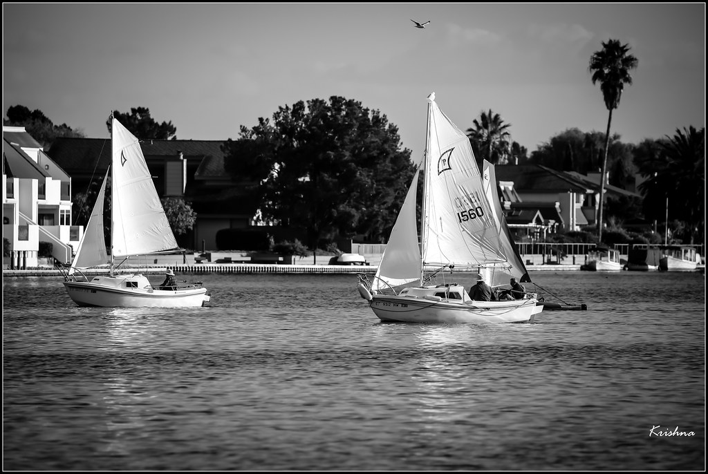 Practising for Regatta in Lagoon, Foster city LR9A2554 Flickr